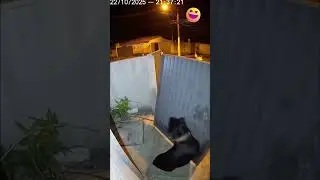 &ldquo;Ela gritou MERCADO LIVRE e o port&atilde;o voou junto 😂💨&rdquo;