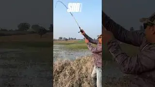 Snakehead catching video 🎣 #zakkfishing #fishing #murrel #shorts