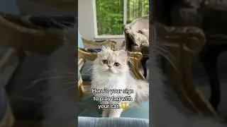I played TAG with my cat.🐱🏃&zwj;♀️