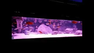 600 Gallon Aquarium with RARE RED African Cichlids