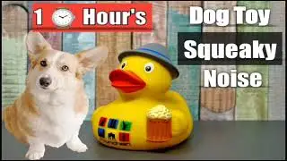 Squeaky Dog Toys Sound Effect⌚ 1 Hours  🦴 Sound Attract Dogs