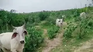 Cow running in tharparkar animal cow grass eating village