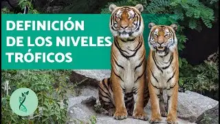¿Qué son los NIVELES TRÓFICOS? 🌱⬅️🐇⬅️🦊 (TIPOS, EJEMPLOS y DIFERENCIA con RED TRÓFICA)
