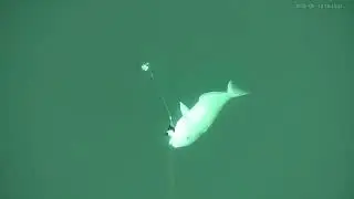 Under water footage of tilefish and squid #fishing #squid #tilefish #atlanticocean