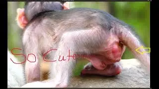 It is so beautiful newborn monkey, Just born baby monkey, Why it cute like this newborn monkey?