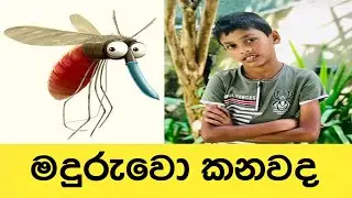 මදුරුවො කනව - maduruwo kanawa -Vithul koluwa
