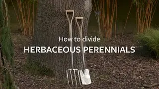 How to divide herbaceous perennials | Grow at Home | RHS