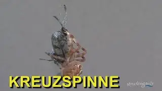 Kreuzspinne ❤ auf der Jagd