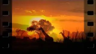 Christopher Franke - Free Animals