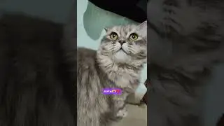 cute 🫶❤️ #shorts #cat #respect