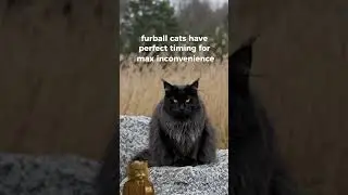Why Your Cat Always Sits on You at the Worst Time