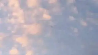 Wildflug Fluchter
