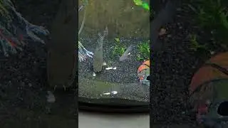 FEEDING our BOWFIN frozen KRILL.  #fish #aquarium #shortsvideo #shorts #bowfin #short