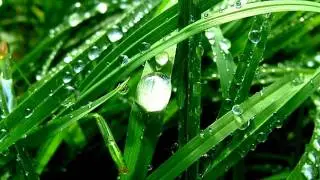 Kiss The Rain(雨的印記)