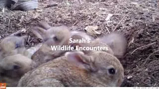 Channel introduction - Sarah's Wildlife Encounters