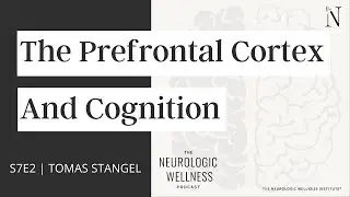 The Prefrontal Cortex and Cognition