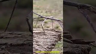 Meet the World's Longest Insect - The Chan's Megastick