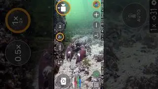 The easiest way to color correct your underwater footage 😍