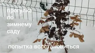 19.01.26#прогулка по зимнему саду#