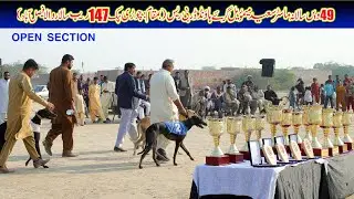 Open section Greyhound Derby Race ||  Master Saeed Memorial Cup 2025 || 05-12-25 #dog #pets #derby