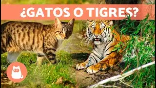 10 RAZAS de GATOS ATIGRADOS 🐯 &iexcl;Desc&uacute;brelas!