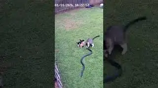 Mother Cat Attacks Snake to Save Her Kittens...#sandart #relaxingcoloring #sandpainting