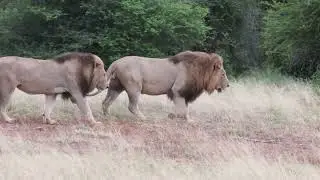 3 of the 4 Southern Sweni/S37 Males