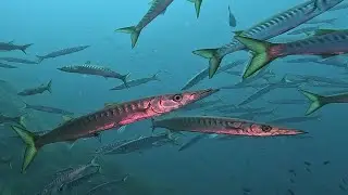 DIVING WITH BARRACUDAS 🐟🙀(Sphyraena viridensis) in Porquerolles (France)!