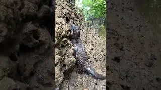 What Are The Major Threats To Mangrove Forests?