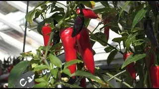 West Dean Gardens Throw A Huge Party Around A Very Spicy Ingredient