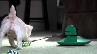 Gracie & the PhysiPet Dog Exercise Toy