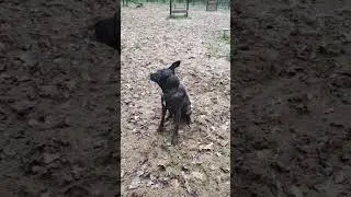 Хозяйка и Собачка Кто Лучше Лает??? 🐶🤣 #respect #cleopatra #dog2023 #shortsyoutube #shorts #4k #2023