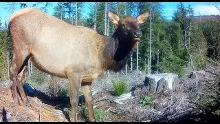 Roosevelt Elk on the Browning Spec Ops Elite HP5 camera