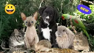 🔴Animal Antics😂The Craziest and Cutest Pet Moments😂