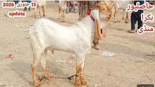 Hasilpur Bakra market fresh update | Makkhi Chini Bakre Qurbani 2026| Aur Breeder Bacche |13 January