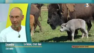 Les bisons du Sachuron dans le Doubs