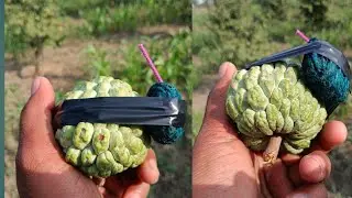 सीताफळ vs sutli bom | custardapple vs sutli bom.