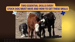Two Essential Skills Every Stock Dog Must have and How to Get These Skills