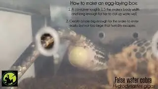 False water cobra laying eggs #falsewatercobra #reptilesofsouthamerica #reptizoo #thelivingvivarium 