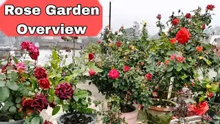 Rose Garden Overview Video | Rose Plants Care | Rose Flower Plant