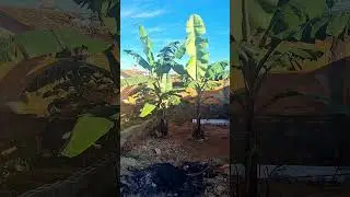@BananaD.