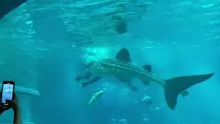ジンベエザメ　餌やり【海遊館】【2022.7】