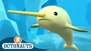 @Octonauts -  🐋 The Narwhal 🧊 | Season 1 | Full Episodes | Cartoons for Kids