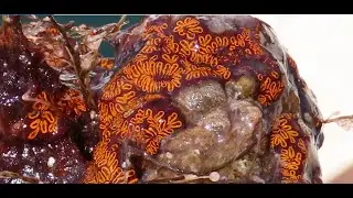 The orange is Botrylloides  violaceus   Greece  by  Theo Fotiadis