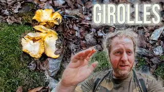 Les premières girolles pruineuses sont là. Et... elles sont déjà belles !