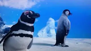Mumble Goes to Penguin Heaven