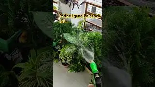 ped podhe lgao aur hariyali failao#garden#nature#youtubeshorts#ytshorts#saveearth #gardening #plants
