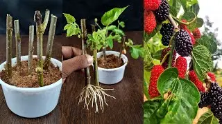 Как вырастить шелковицу из черенка папайи