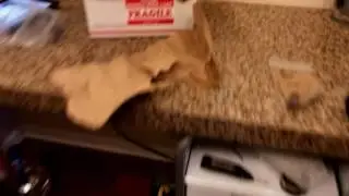 Live shrimp unboxing from aquarium creation #1