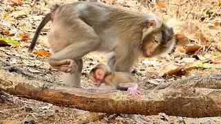 Wildlife Educational Documentary: Mother Encourages Baby Monkey to Walk.